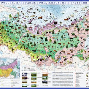 Карта Россия. Природные зоны. Животные и растения