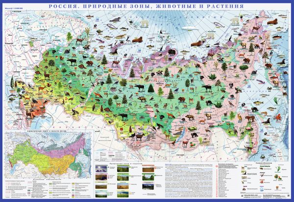 Карта Россия. Природные зоны. Животные и растения
